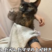 タオルで拭かれる猫
