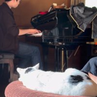 ピアノの演奏を聴く猫