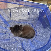網の中にいる子猫