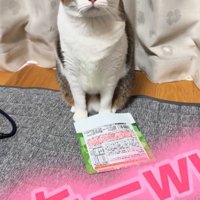 鳴き声を出す猫