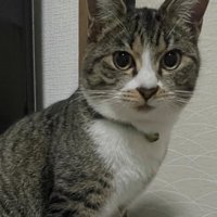 こちらを見つめる猫2