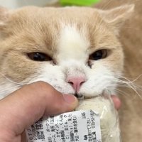 くわえる猫