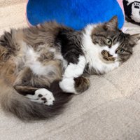 ソファで仰向けに寝転がる猫