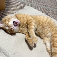 口を開ける猫
