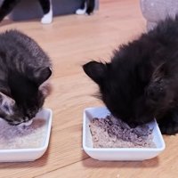 ご飯を食べる2匹の子猫