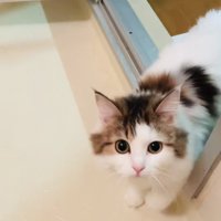 お風呂場にやってきたミヌエット