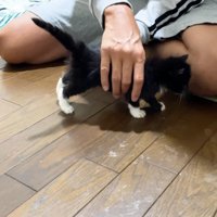 キャッチ