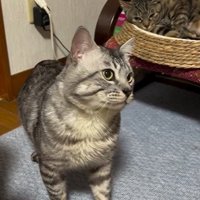 ケージの方を見る猫