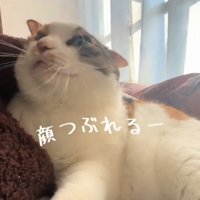 顔を上げる猫