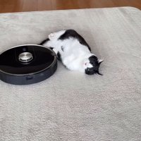 やや仰向けになった猫のお腹付近にあるロボット掃除機