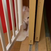 ゲートの猫