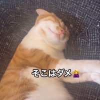眠る猫