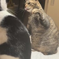 悔しそうな顔をする猫