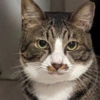 カメラをジッと見つめるキジ白猫