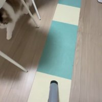 掃除機を見つめながら追いかける猫