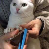 爪切り中の猫