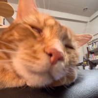 白目の猫2