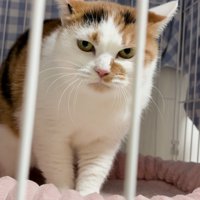 ケージの中からカメラを睨む猫