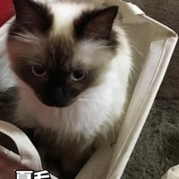 夏毛の猫