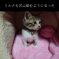 毛布の上に乗る子猫