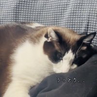 ソファで旦那さんの服に顔を乗せてくつろぐ保護猫