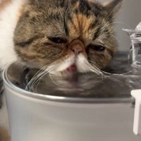 水を飲み続ける猫
