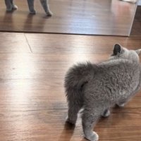 毛を逆立てる子猫