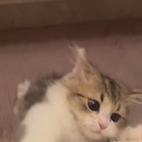 目を丸くしてしがみつく猫