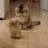 ロボを観察する猫