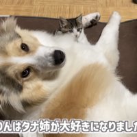 「りんはタナ姉が...」のテロップ写真