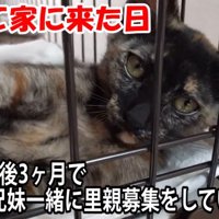 ケージの中にいる子猫