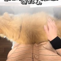 飼い主の膝の上でお尻を叩かれている猫