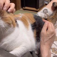 膝の上に抱っこされている猫
