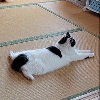 畳でくつろぐ猫