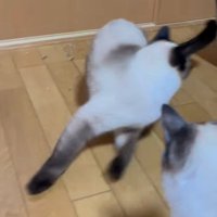 走る猫