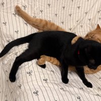 抱きしめ合う猫
