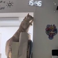 ぬいぐるみを取ろうとする猫