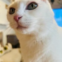 白猫