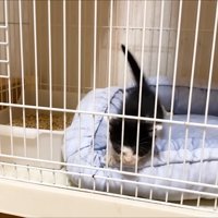 ケージから抜け出そうとする子猫