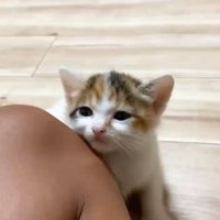 膝にくっついている子猫