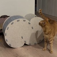 ハウス手前にいる猫