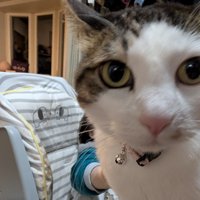 カメラに写り込んできたキジ白猫