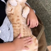 女の子にお腹を撫でられながら眠る猫