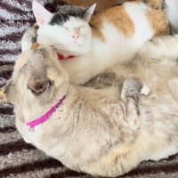 ベッドの上で三毛猫をグルーミングするミックス猫