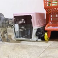 かくれんぼをする先住猫と子猫