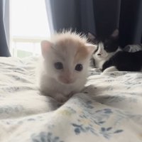 後ろで見守る猫