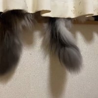 ニャルソック中