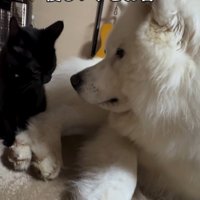 隣に座る子猫を見つめる犬