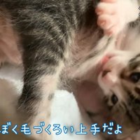 お腹をなめる子猫