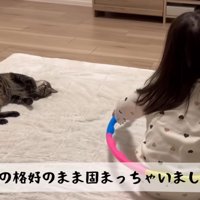 脱力姿勢のまま固まった猫
